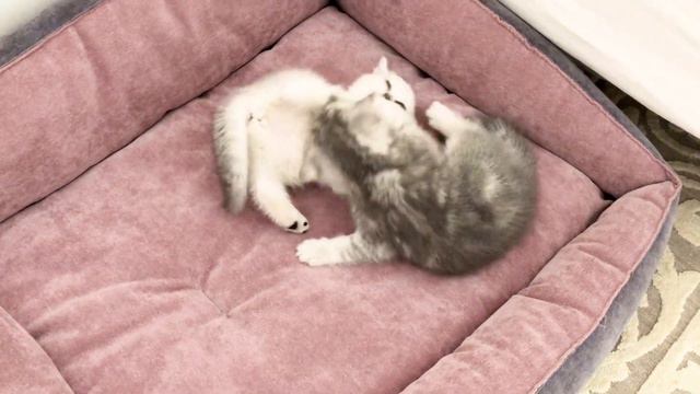 British Angry Sisters 👯♀️ Kittens Of Cat Kylie. Британские злые сёстры котята кошки Кайли. смотреть онлайн