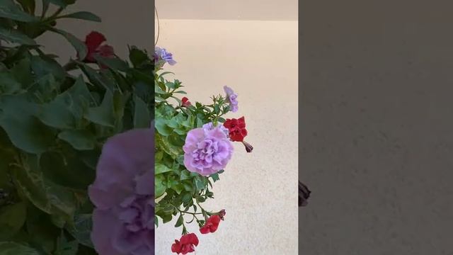 petunia ❤️#double petals смотреть онлайн