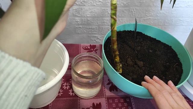 Драцена. Обрезка и черенкование драцены. Размножение драцены. Неприхотливый сад