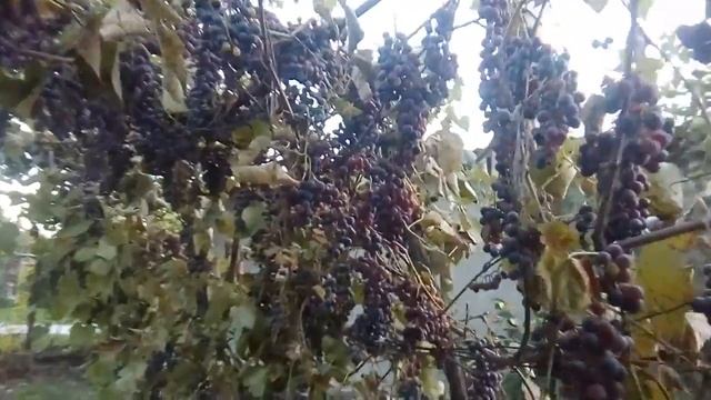 Продам виноград каберне! смотреть онлайн