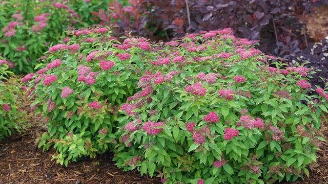30 Sekunden mit Proven Winners® Spiraea Double Play® Red (DE) смотреть онлайн