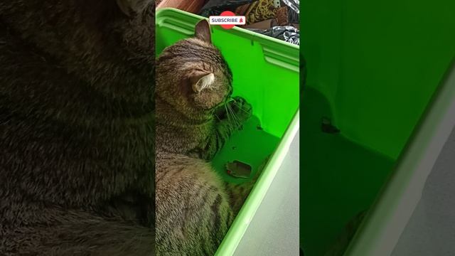 Васька в коробке 2 смотреть онлайн