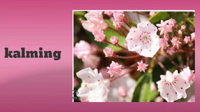 MGA HALAMAN NA MAY MAGAGANDANG BULAKLAK | Different Type of Plant's and Their Names смотреть онлайн