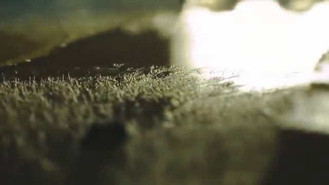 Как растет плесень и грибки смотреть онлайн