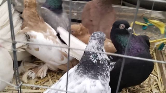 25.03.23 СБОРНАЯ ЯРМАРКА ГОЛУБЕЙ. МОСКВА. часть 2 смотреть онлайн