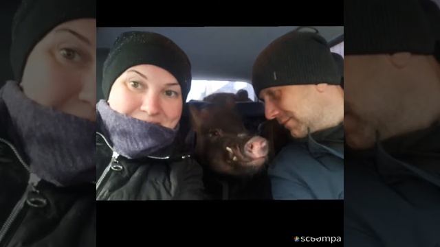 Минипиг Феня едет домой . смотреть онлайн