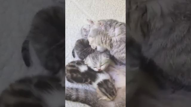 Мама кошка моет попу котятам ?? смотреть онлайн