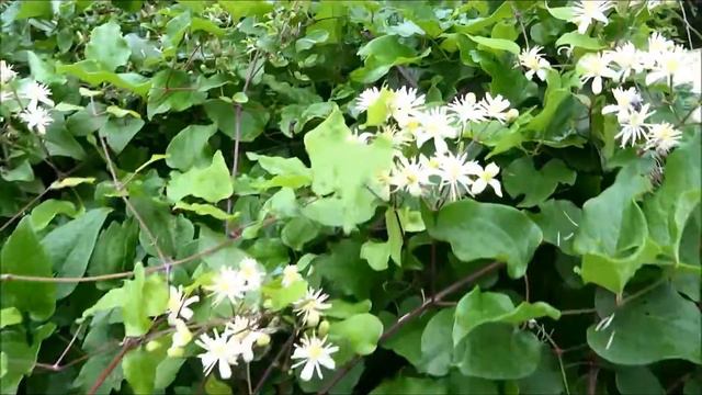 Wild Clematis Invasion, N11 (Co. Wicklow) смотреть онлайн