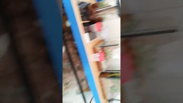 Gekon Płaczący, Orzesiony, Lampart😎poczatek😉