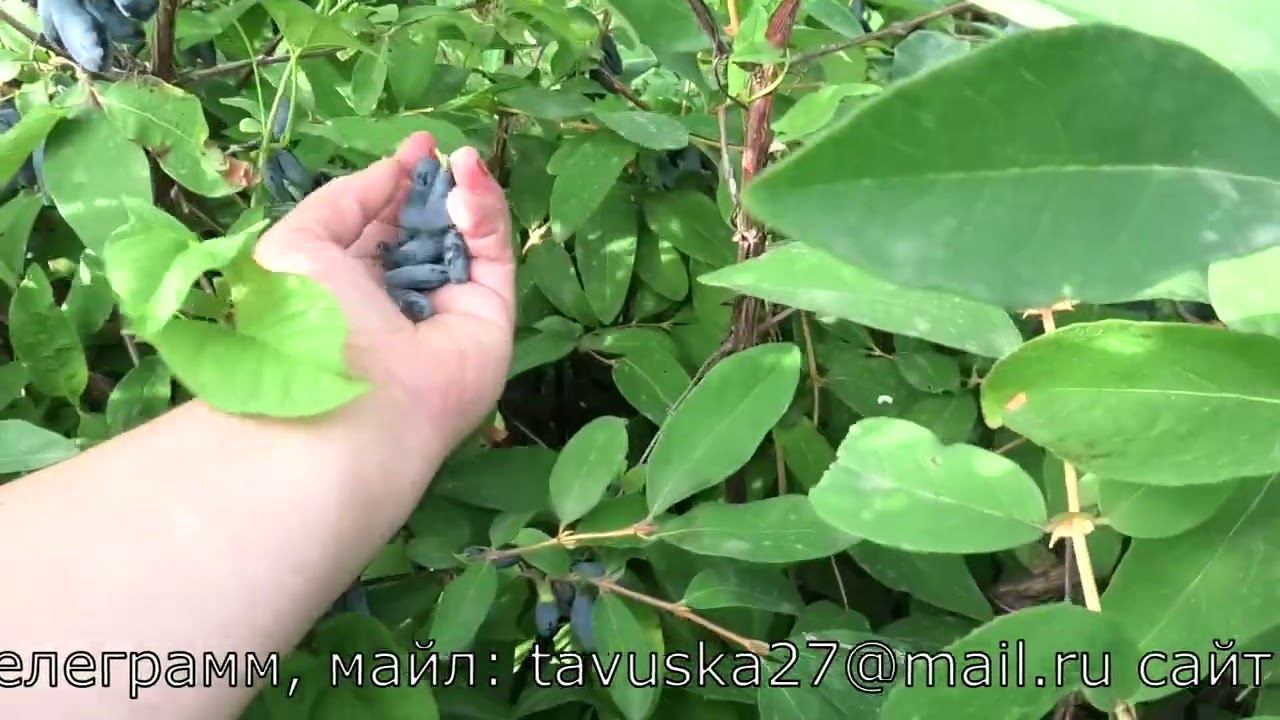 1- 14- 68 перспективная номерная форма жимолости крупная вкусная урожайная смотреть онлайн