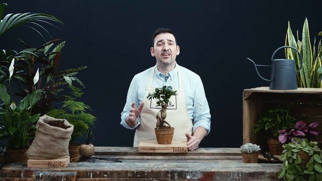 Ficus Ginseng Bonsai Plant Care ? Ficus microcarpa @ foli8 смотреть онлайн