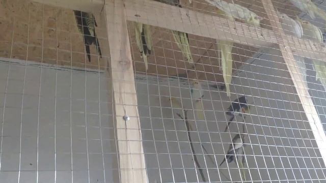 Сколько птенцов в гнезде у кореллы? Считаем вместе. смотреть онлайн