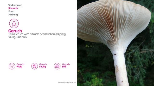 Ockerbrauner Trichterling (Infundibulicybe gibba) | Praktisches Pilzprofil | Shroomers смотреть онлайн