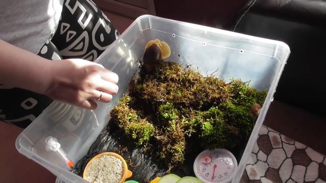 У МЕНЯ ПОПОЛНЕНИЕ /ТАРАКАНЫ КИНОЗВЕЗДЫ смотреть онлайн