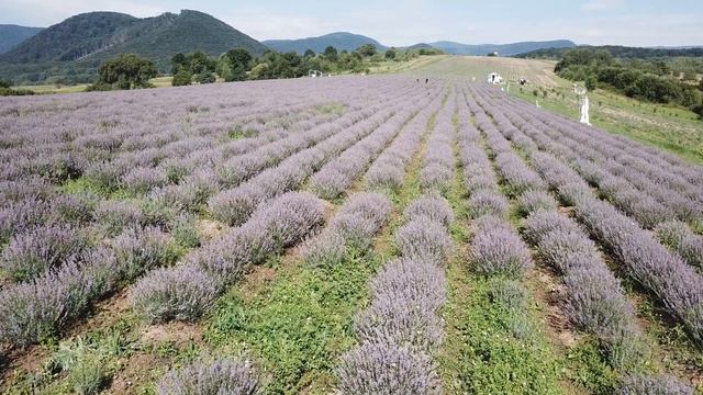 Тайно бросив работу, поехала к незнакомцу в отель. Но потом... истории любви из жизни людей смотреть онлайн