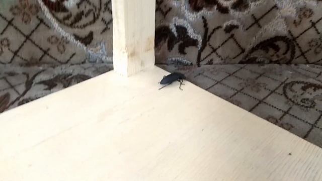 ОБЗОР РУЧНОГО ЖУКА!!! смотреть онлайн