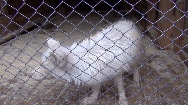 Саамская деревня "САМЬ - СЫЙТ"
