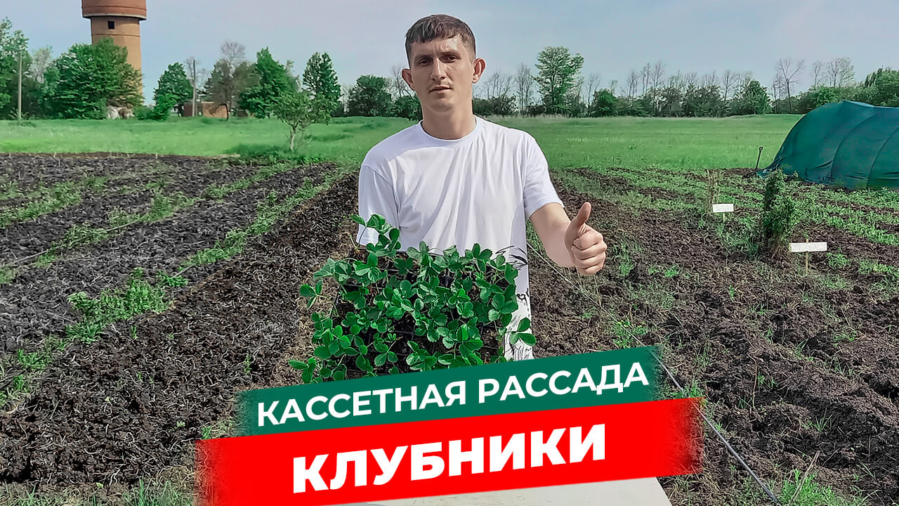 Упаковка и доставка кассетной рассады клубники / Рассадофф.mp4 смотреть онлайн
