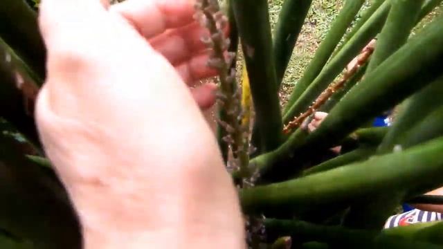Snake Plant-Sansevieria Cylindrica seed harvest (update / part 2) смотреть онлайн
