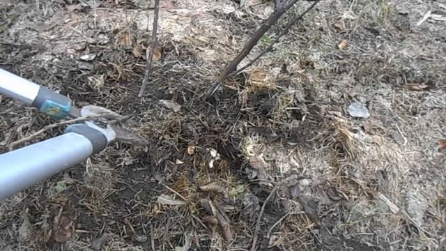 Чёрные розы после зимы. А так ли это критично? смотреть онлайн