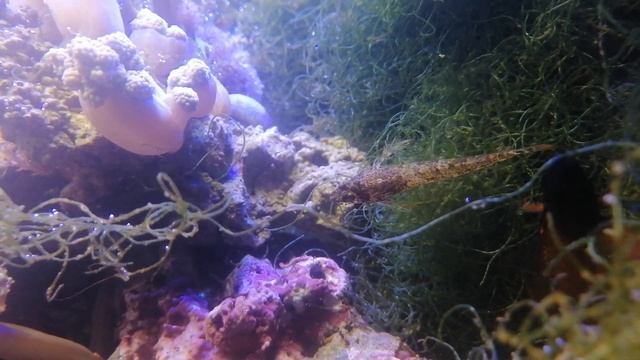 Опыт по содержанию черноголового троепера (Tripterygion tripteronotus) смотреть онлайн