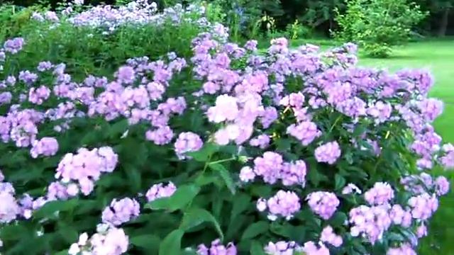 Phlox garden (and kitties) смотреть онлайн