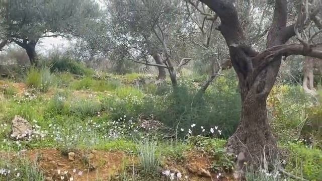 BLOOMING WILD CYCLAMEN / ЦВІТ ДИКОГО ЦИКЛАМЕНУ смотреть онлайн