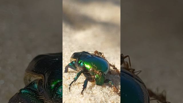 Он не знал на что идёт Муравьи в деле He didn't know what the Ants were doingОн не знал на что идёт смотреть онлайн