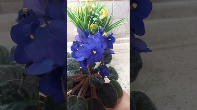 Про цветение фиалок