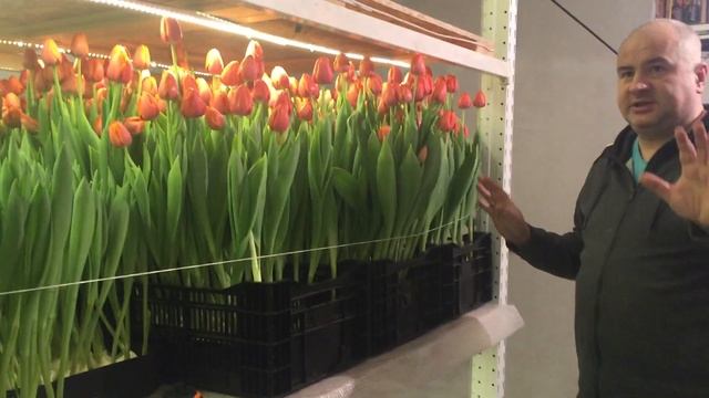 Выгонка тюльпанов на 8-е марта. Гидропоника. часть 1. смотреть онлайн