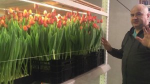 Выгонка тюльпанов на 8-е марта. Гидропоника. часть 1.