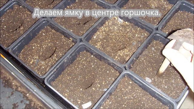 Томаты - пикировка (№2). смотреть онлайн