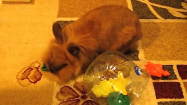 Как играют кролики.avi смотреть онлайн