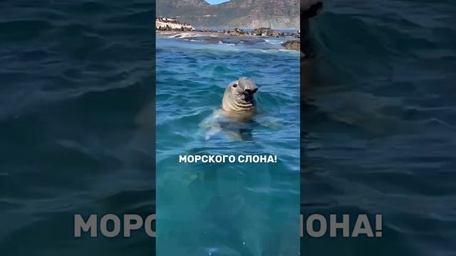 Впервые увидела это чудо? Дарю бесплатный гайд за подписку, подробнее в шапке профиля смотреть онлайн
