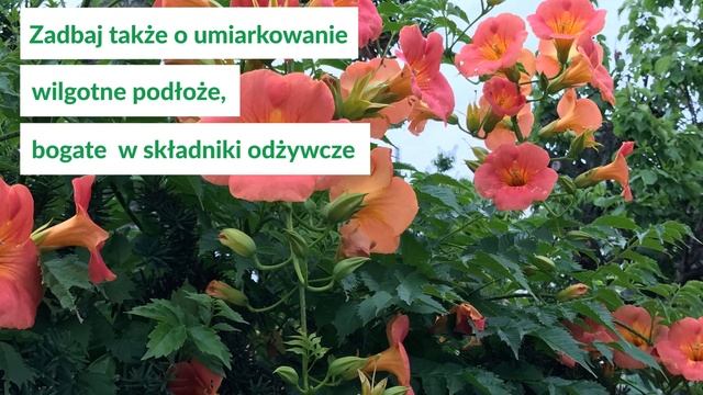 Milin amerykański - jak uprawiać to pnącze? смотреть онлайн