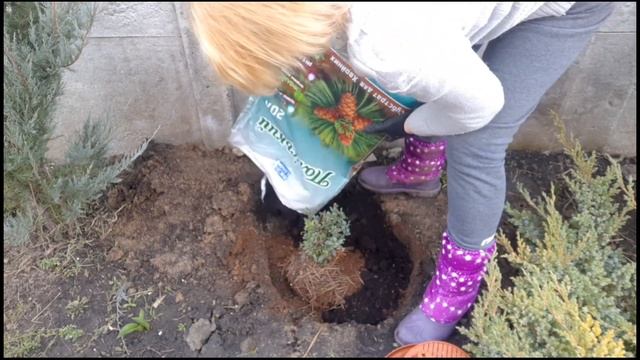 Особенности посадки брусники сорт" Коралл". смотреть онлайн