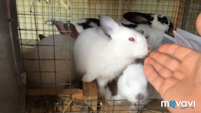 МОИ КРОЛИКИ ГОЛОДНЫМИ НЕ ОСТАНУТСЯ // закупил ячмень! смотреть онлайн