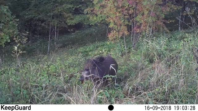 Заповедник "Кивач". Кабан. смотреть онлайн