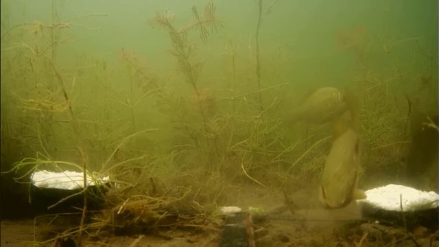 НЕ ОЖИДАЛ! Добавил Подсолнечное масло в МАНКУ! Подводная съемка смотреть онлайн