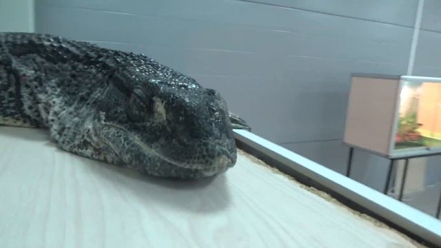 В Контактном Зоопарке/ Меня Укусил Попугай/