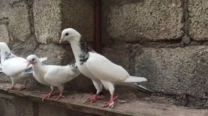 бакинские шейки,))одна из лучших пород голубей в мире, долголетноигррвых,,,  голуби баку.