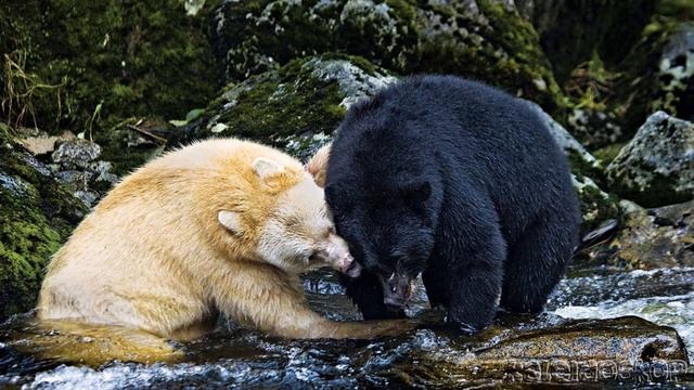 Гролар - гибрида Белого полярного медведя и бурого медведя Гризли. смотреть онлайн