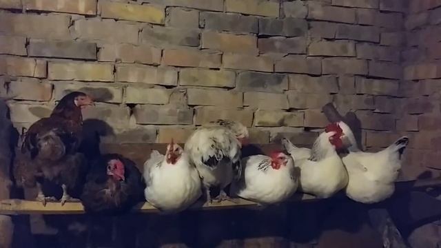 МОЯ ЛЮБИМАЯ ПОРОДА КУР. Мой опыт смотреть онлайн