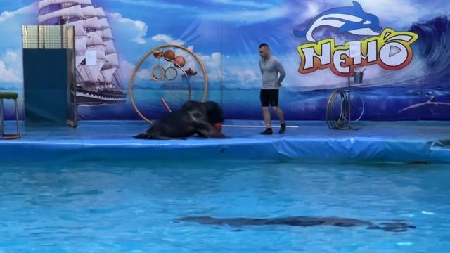 Дельфины в Ташкенте и парк аттракционов