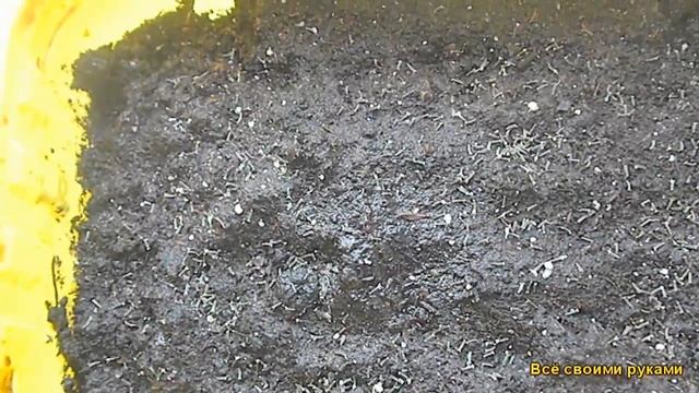 Агератум. Как Легко Посеять Семена Агератума на Рассаду Без Пикировки смотреть онлайн