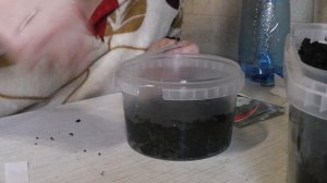 Посев семян бальзамина с кипятком!!! | как сажать бальзамин на рассаду