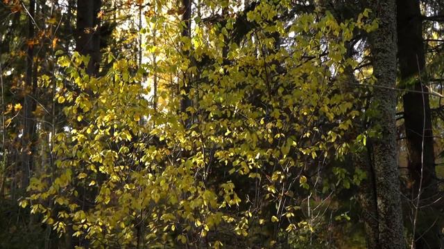 Kuolleet lehdet смотреть онлайн