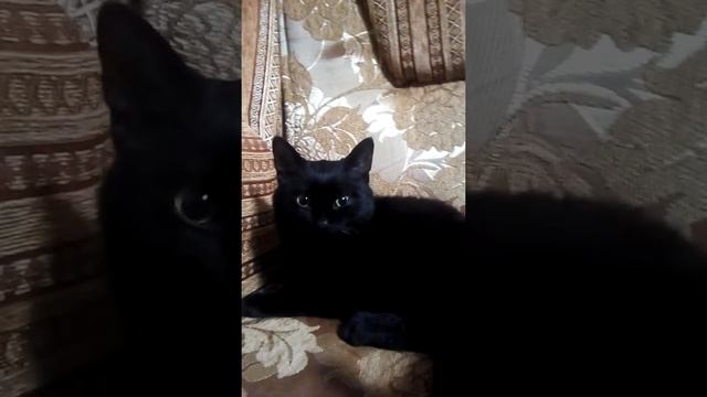 Королевский кот смотреть онлайн