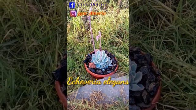 Echeveria elegans | Rosa de alabastro | Rosa verde | short. смотреть онлайн