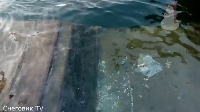 Чудесное СПАСЕНИЕ ЧЕРЕПАХИ от голодной смерти!!! СПАСИТЕ ПЛАНЕТУ ОТ ПЛАСТИКА! смотреть онлайн